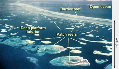 Platform-Interior Carbonate Depositional Environments