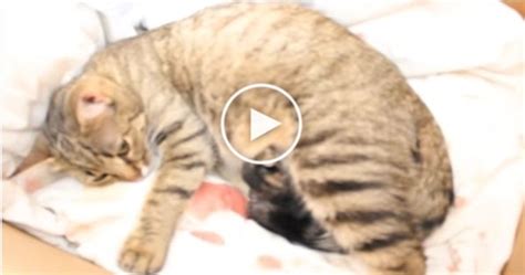 Mom Cat Giving Birth To Tiny Kittens. Precious Moment