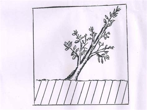 Improvement On Inarching Method of Propagation of Mango