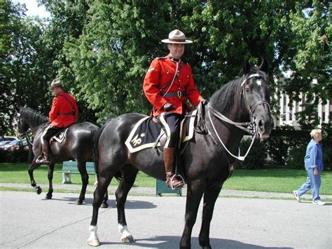 Royal Canadian Mounted Police (RCMP) | Canadian horse, Beautiful horses ...