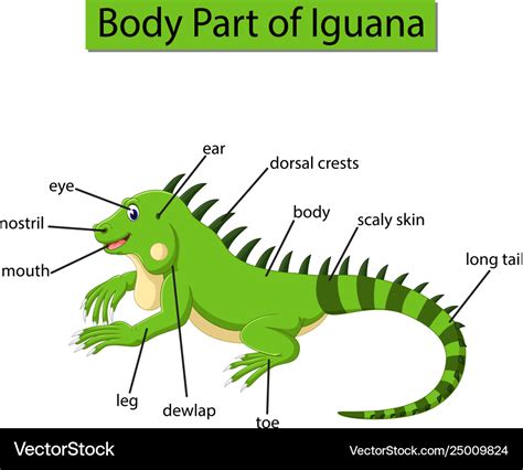 Iguana Anatomy Diagram