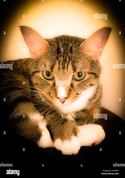 Tabby cat with white paws Stock Photo - Alamy