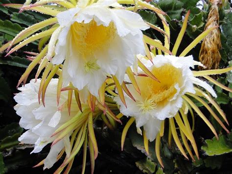 Inspiring Nature Photography By Carol Reynolds: Cereus - Night Blooming Cactus