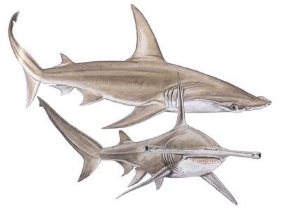 Shark Species — Shark Research Institute