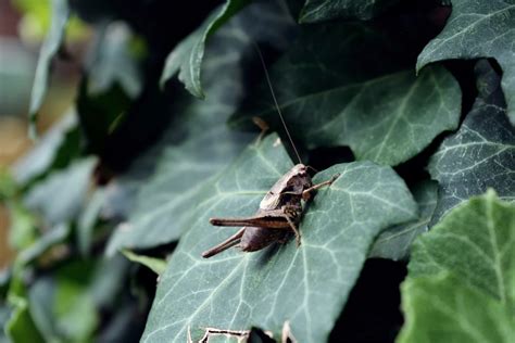 Hear crickets chirping in the evening? Use them to tell the temperature | Great Lakes Echo