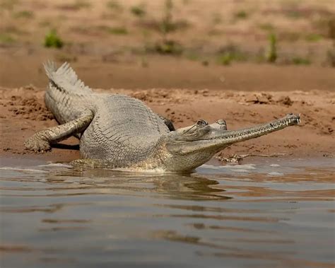 Gharial - Facts, Diet, Habitat & Pictures on Animalia.bio