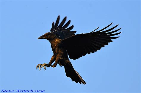 CROW LANDING | Crow landing (500 mm lens hand held) Iso 400,… | Flickr