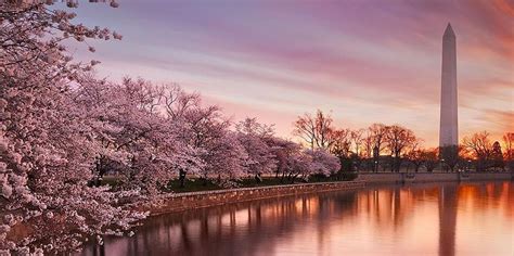 Washington: Cherry Blossom Tour | GetYourGuide