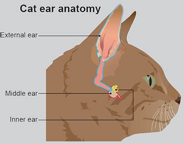 Ear problems in cats - PDSA