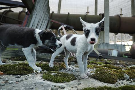 What Chernobyl's Stray Dogs Could Teach Us about Radiation - Kowatek