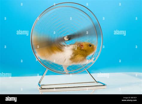 Learn About Hamster Wheels And Which Is Right For You, 54% OFF