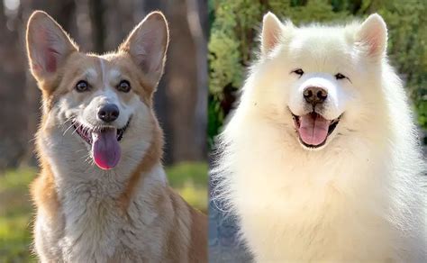 12 Top Samoyed Mixes: Which Of Them Is An Excellent Choice?