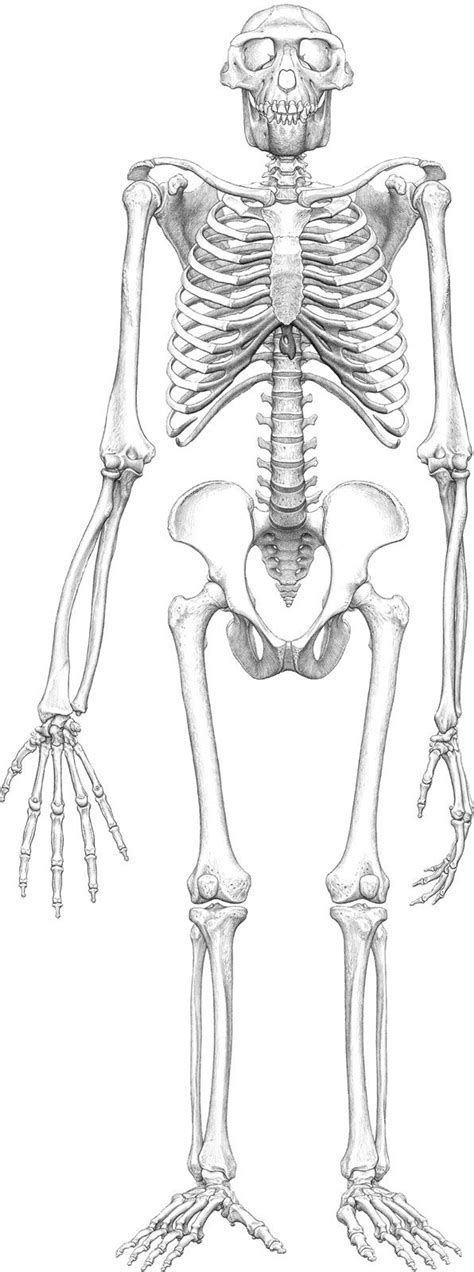 Ardipithecus | History, Features, Habitat, & Facts | Britannica