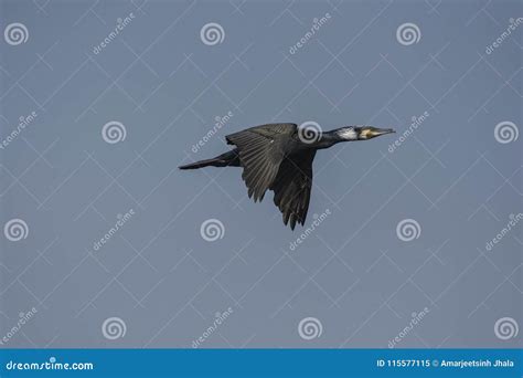 Great Cormorant Phalacrocorax Carbo in Flight. Stock Image - Image of birdwatching, wilderness ...