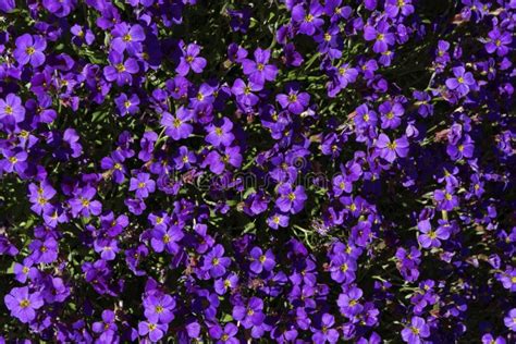 Forget Me Not Flower Purple Stock Image - Image of plant, macro: 72210267