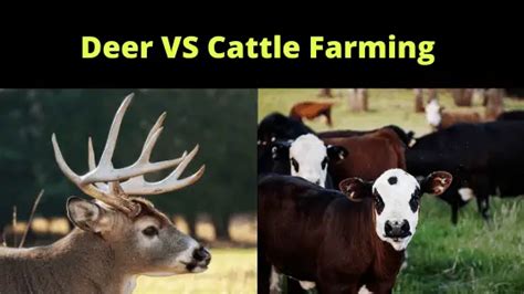 Deer Vs Cow Farming: The Similarities And Differences - Farm Animal Report