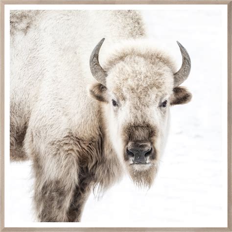 Sacred White Bison – MYHome Furniture