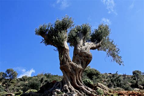 Olea europaea | Ελιά, Λιόδεντρο, Olive tree The olive, Olea … | Flickr