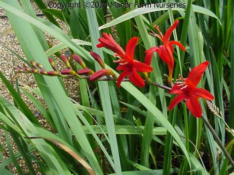 CROCOSMIA Lucifer – Manor Farm Nurseries