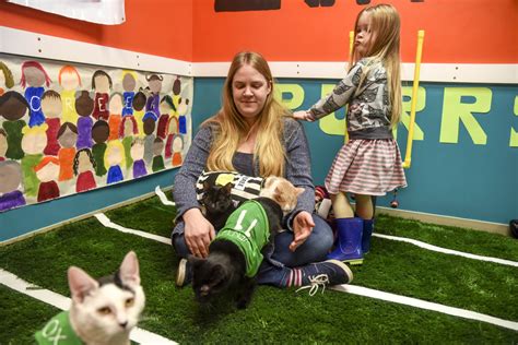 All paws in: Kitten Bowl at Hawk Creek Animal Shelter - West Central ...