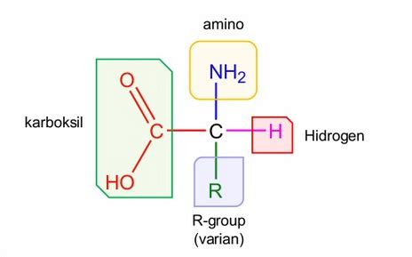 Asam Amino – Materi.Co.ID