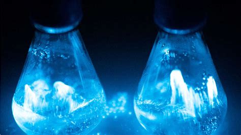 Bio-Orb turns on the lights with the power of bioluminescence - The ...