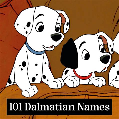 101 Dalmatians Names: A Complete List