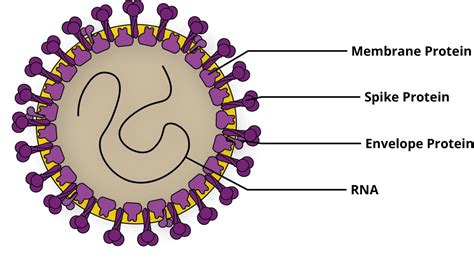 Por qué es tan difícil conocer las verdaderas cifras del coronavirus – Principia Marsupia | Público