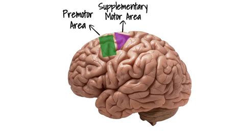 Motor Cortex: Function and Location