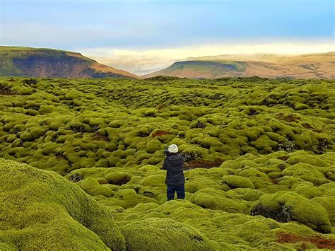 Moss covered lava - Eldhraun Lava Field in the South Coast