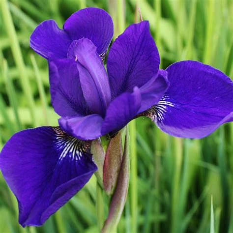 Blue Siberian Iris 1 Photograph by Bruce Bley - Pixels