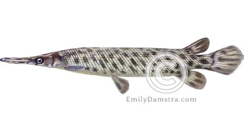 Florida gar - Emily S. Damstra