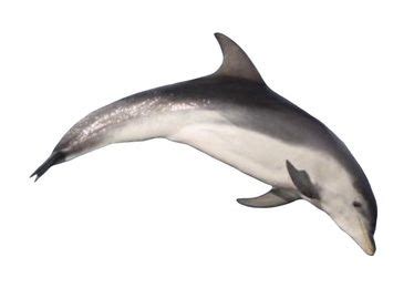 Burrunan dolphin (Tursiops australis | Tursiops