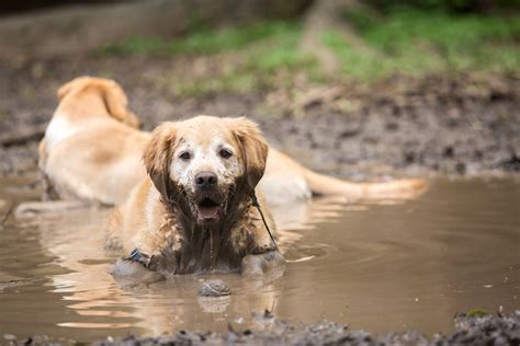 The Rise of Leptospirosis in Dogs | Oakland Veterinary Referral Services