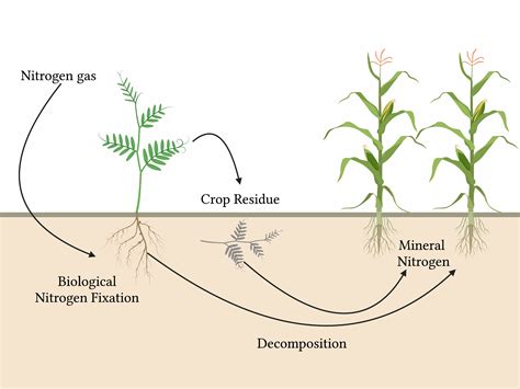 Inoculating garden legumes | UMN Extension