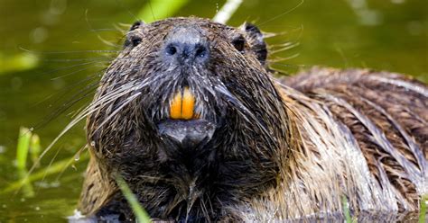 How Beavers Are Reviving Wetlands - Organic Consumers