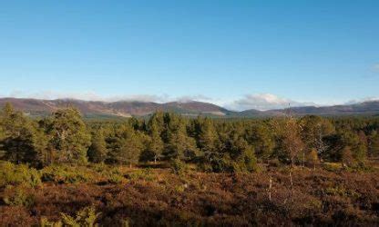 FCS Purchase Upper Rothiemurchus Forest - The Institute of Chartered ...