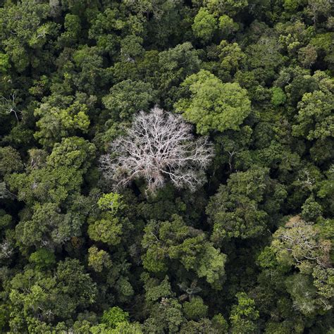 [最新] amazon rainforest trees being cut down 850153-Amazon rainforest ...