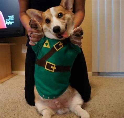 Video Game Costumes :: Best Corgi Costumes | Cute corgi, Pet costumes ...