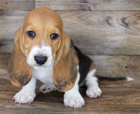 Basset Hound Puppy Black Tan / White ID:1922 Located at Petland Memphis, TN