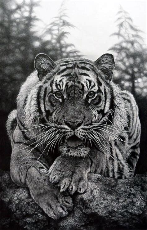 Wild Animals Pictures Drawing