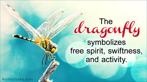 What Does a Dragonfly Symbolize? You'd Be Stunned to Know