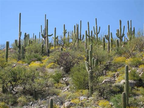 Climate Change in the Sonoran Desert (U.S. National Park Service)