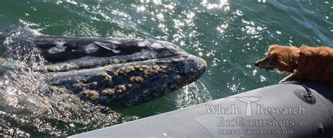 Whale Watching | Whale Research EcoExcursions