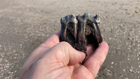 We found fossilized rhino teeth! Stone age woolly rhino jaw found on the North Sea Coast - YouTube