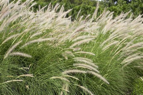 Swamp Foxtail Grass — Adam Robinson Design