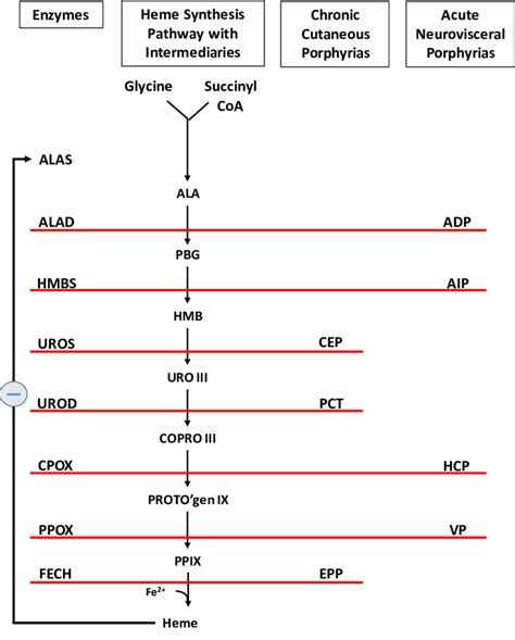 The Heme Synthesis Pathway: Enzymes Involved in the Pathway and the... | Download Scientific Diagram