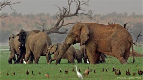 MEP: The Elephants of Mali | WILD Foundation