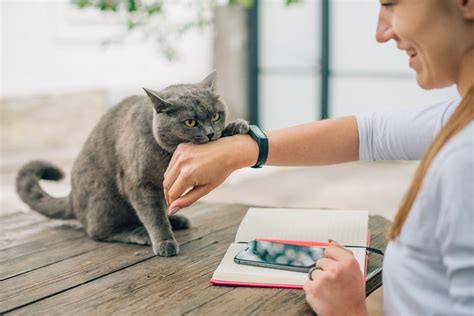 Cat Love Bites: 5 Reasons Why They Do It & How To Respond - Cats.com