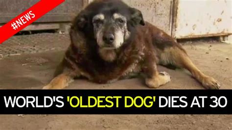 'World's oldest dog' dies peacefully in her basket aged THIRTY - World News - Mirror Online